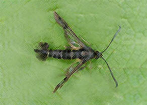 Clearwing Moth - showing the wings that give it it's name